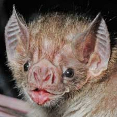 Homing In on Mammalian Echolocation