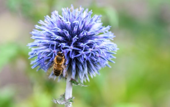 Bees Have a Goldilocks Lawn Mow Schedule
