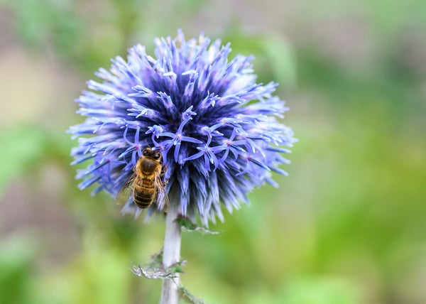 bee on a purple thistle