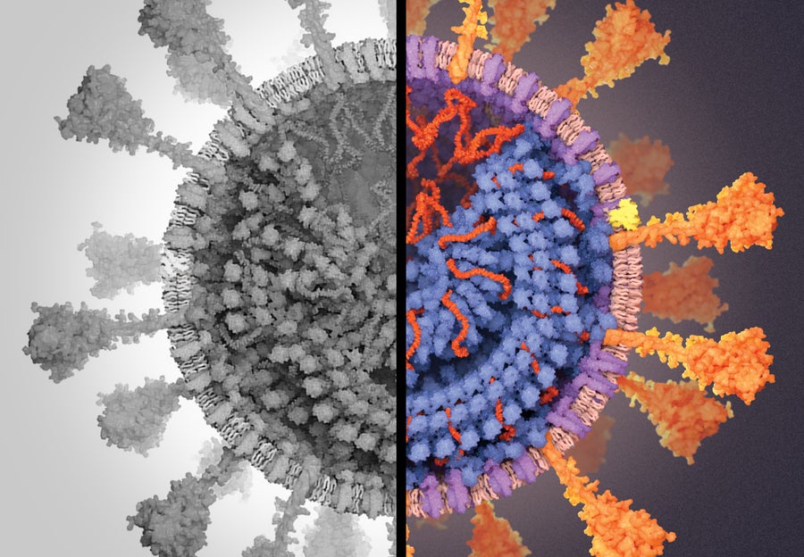 How I Built a 3-D Model of the Coronavirus for Scientific American ...