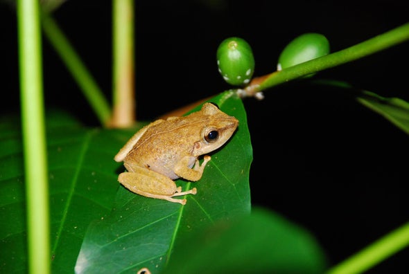 Invasive Frogs Don't Bug Hawaiian Birds
