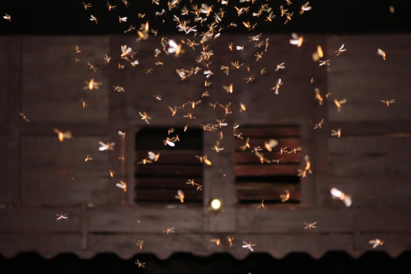Moths fly around a light at night.