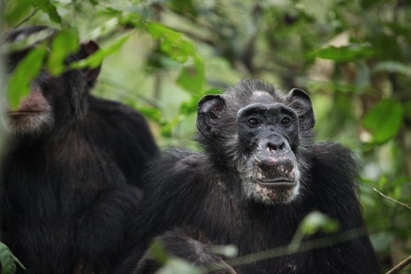 Two adult chimpanzees under green foliage