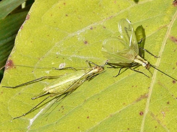 Crickets Carve Tools to Amplify Their Chirps