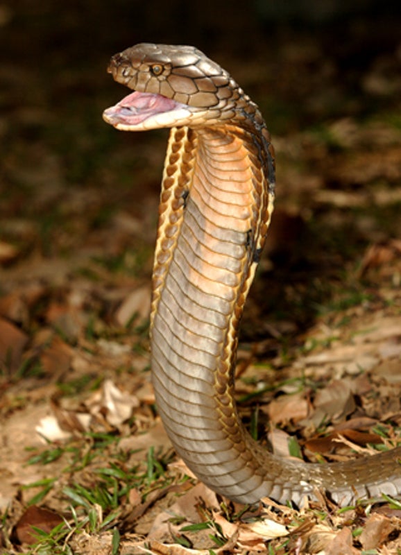 Pick Your Poison: Cobra Venom Shows Therapeutic Promise