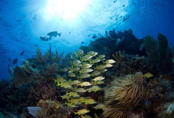 Reef with coral and yellow schooling fish.
