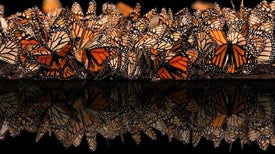 What Is Really Killing Monarch Butterflies?