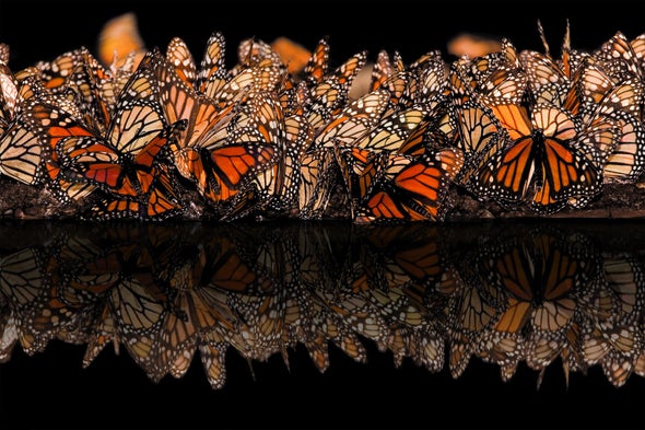 What Is Really Killing Monarch Butterflies?