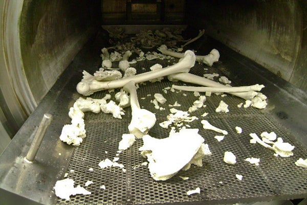 Bones inside Dean Fisher's alkaline hydrolysis unit