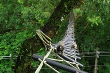 Rain Forest Canopy Bridges Aid Slow Lorises, Gibbons and Other Threatened Species