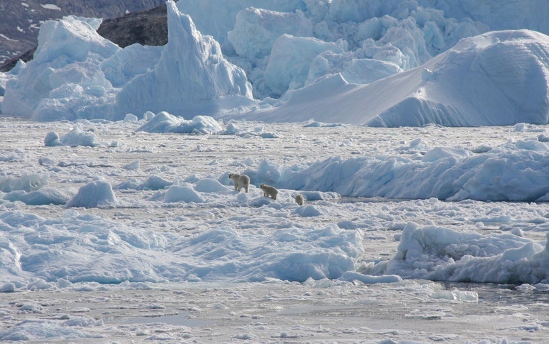 Secret Polar Bear Population Is Found Living in a Seemingly Impossible Habitat
