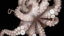 Sensational Sucker: The Neural Complexity of the Octopus Organ