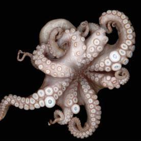 Octopus' suction cups hold its taste and touch sensors — Harvard