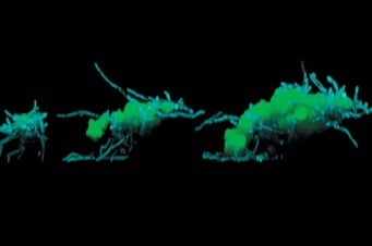 Fungi (in blue) propel bacteria (in green) in a leaping motion
