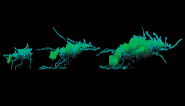 Fungi (in blue) propel bacteria (in green) in a leaping motion.