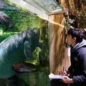 A keeper observes Lolita and Kali'na. Manatees can hold their breath underwater for up to 20 minutes, but they usually surface for breath every three to five minutes.