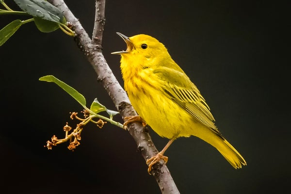 Bright Yellow Warbler perched on tree branch with open beak, singing.