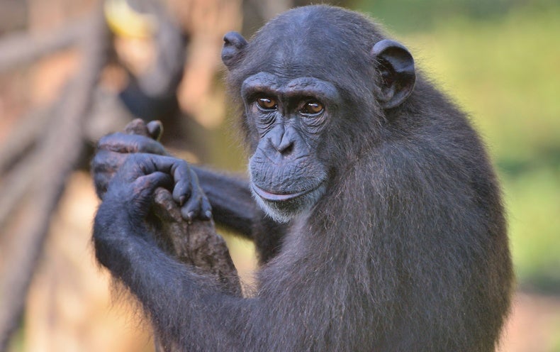 Pathogen Discovered That Kills Endangered Chimps: Is It a Threat to