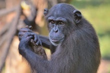 Pathogen Discovered That Kills Endangered Chimps: Is It a Threat to Humans?
