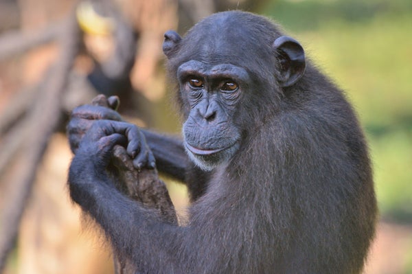 West African Chimpanzee at the Tacugama Chimpanzee Sanctuary in Sierra Leone