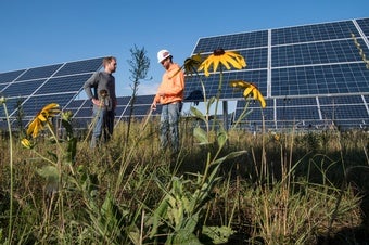Solar Farms Shine a Ray of Hope on Bees and Butterflies
