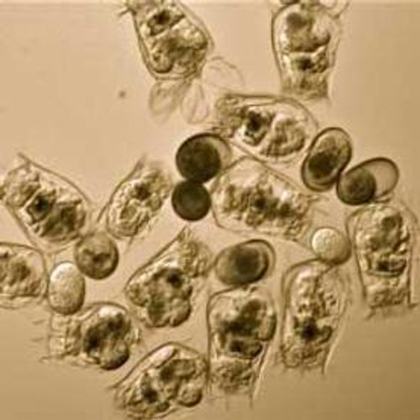 Randy Rotifers: Environmental Variation Prompts More Sex