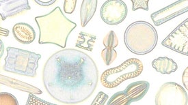 Algae in Glass Cases Could Determine Fracking’s Toll