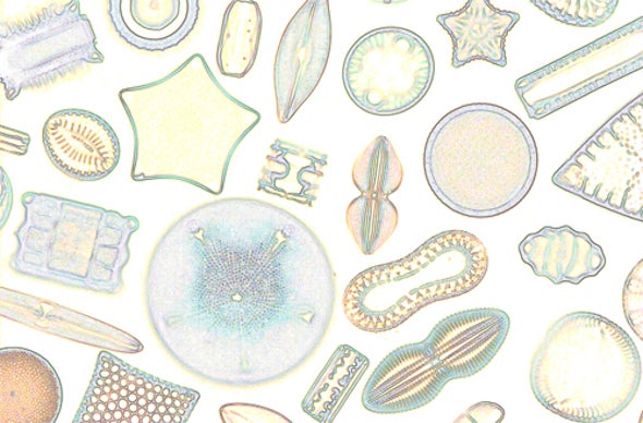 Algae in Glass Cases Could Determine Fracking’s Toll