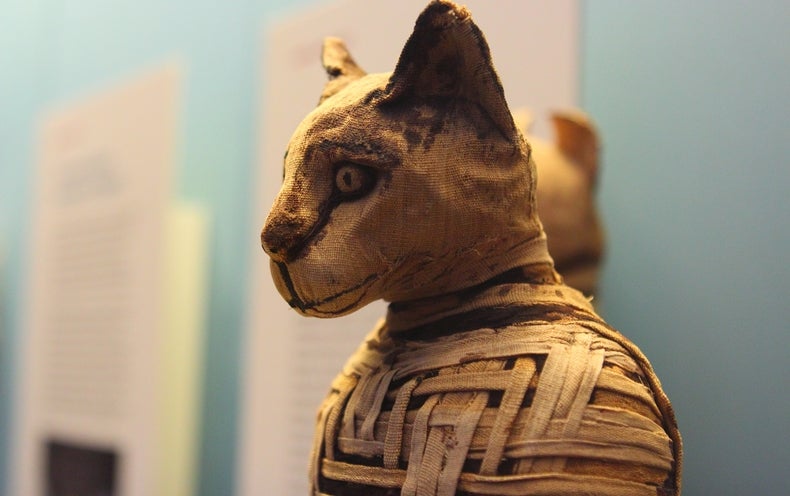 Lo and Behold: The Viking Sailors Took Cats with Them - BaviPower Blog