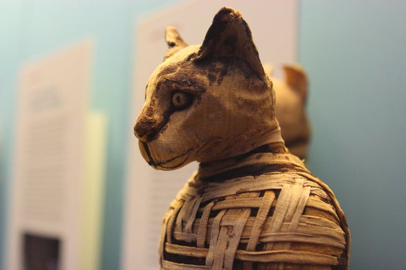How Cats Conquered the World (and a Few Viking Ships)