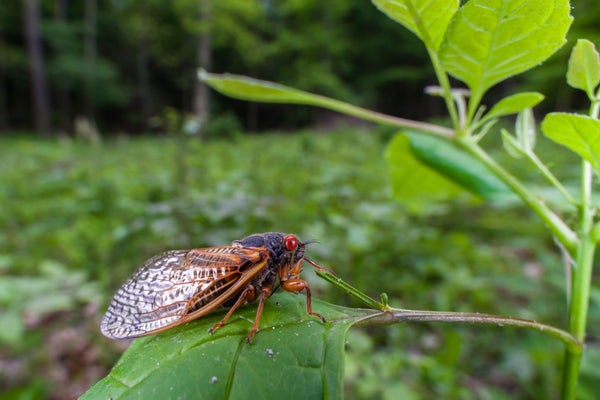 A Brood X cicada of the species Magicicada cassinii.