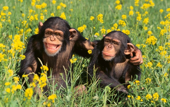 Sociable Chimps Get Richer Gut Microbiomes