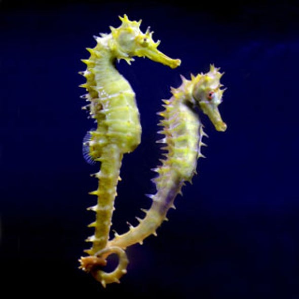 The Mr. Moms of the Fish World