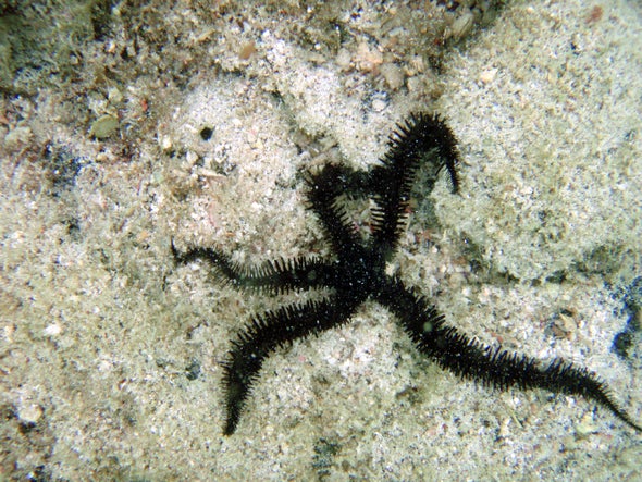How Brittlestars "See" without Eyes
