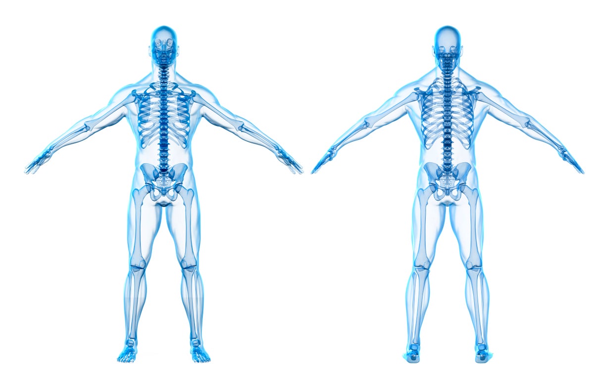 Autorigger and reshaper for 3D human body scans 