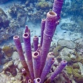 Purple Sponges.