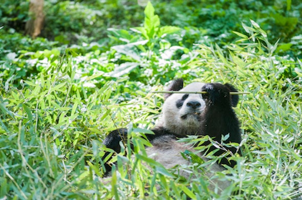 Trouble in the Bamboo after Pandas Dropped from Endangered List
