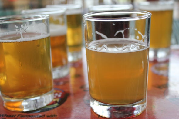 Ale Genomics: How Humans Tamed Beer Yeast
