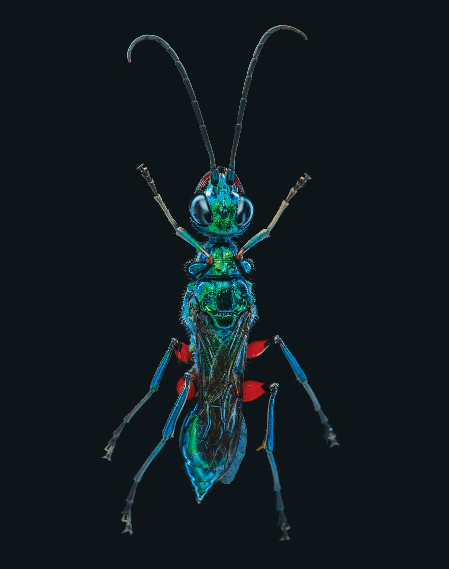 How a Wasp Turns Cockroaches into Zombies | Scientific American