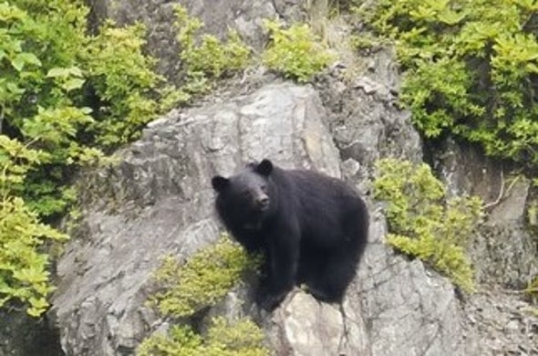 Climbing Bears Help Plants Keep Cool