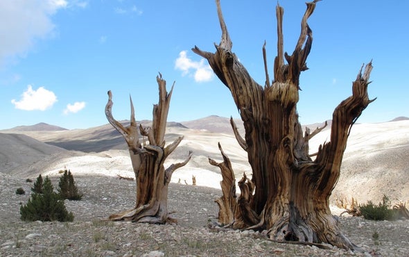 Warming Puts Squeeze on Ancient Trees