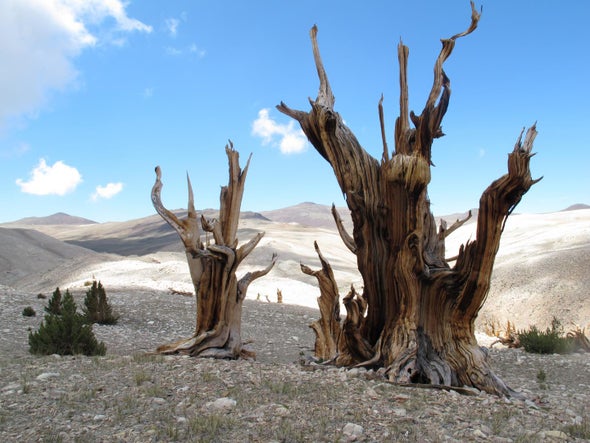 Warming Puts Squeeze on Ancient Trees