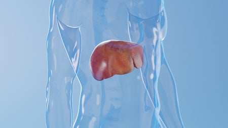 Illustration, human liver