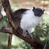 Pied Tamarin <i>Saguinus bicolor</i>