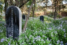 Graveyards Are Surprising Hotspots for Biodiversity