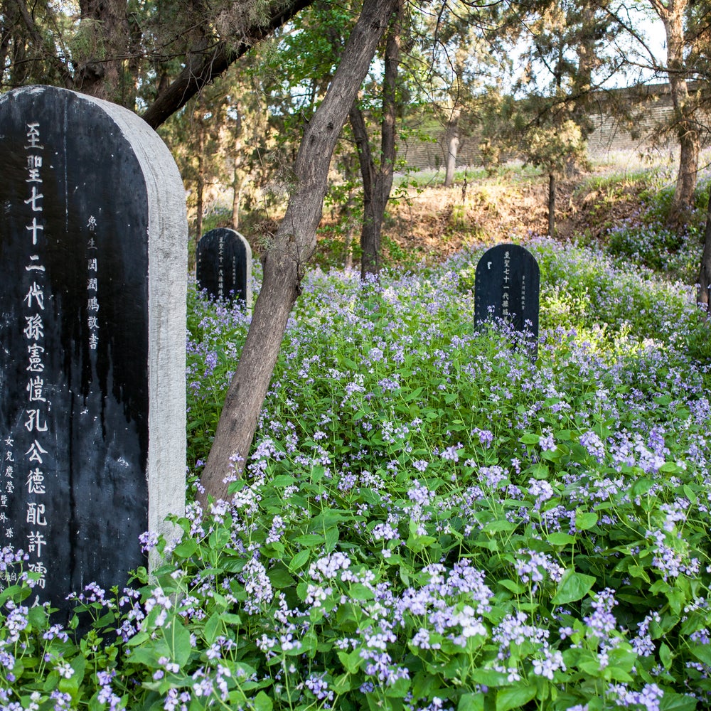 Graveyards Are Surprising Hotspots for Biodiversity | Scientific American