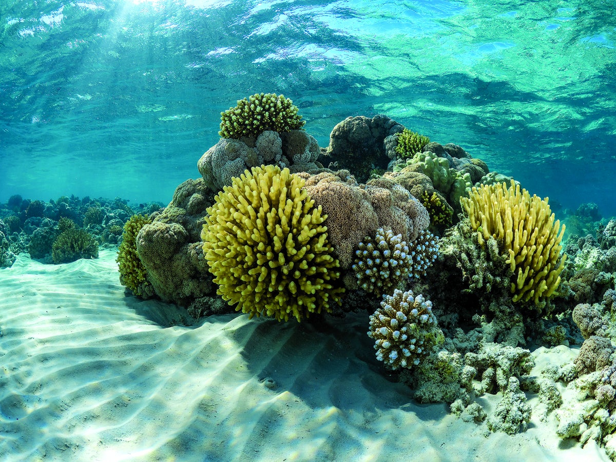 Coral reefs' physical conditions set biological rules of nature