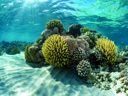 Red Sea corals.