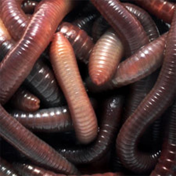 De-Worming Software More Effective at Detecting Infected Network Computers Before Contagion Can Spread