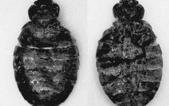Cave Dwellers Battled Bed Bug Bites, Too